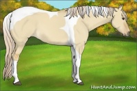Horse Color:Palomino Dun Tobiano 