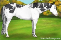 Horse Color:White Spotted Brown Sabino Splash Rabicano