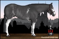 Horse Color:White Spotted Black Rabicano 