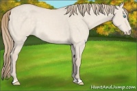 Horse Color:Perlino Dun 