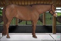 Horse Color:Liver Chestnut