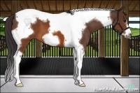 Horse Color:Buckskin Tobiano Frame 