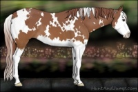 Horse Color:White Spotted Chestnut Splash 