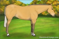 Horse Color:Silver Buckskin 