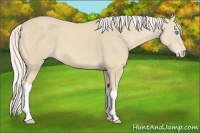 Horse Color:Cremello 