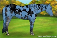 Horse Color:ERROR: UNKNOWN ANOMALY