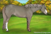 Horse Color:Chocolate Palomino 