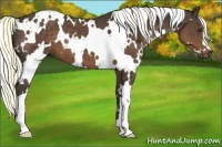 Horse Color:White Spotted Liver Chestnut 