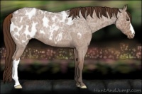 Horse Color:Liver Red Ice Roan Appaloosa 