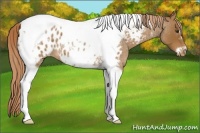 Horse Color:Red Roan Tobiano Frame Appaloosa