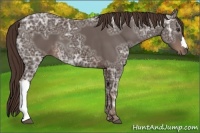 Horse Color:Liver Chestnut Ice 