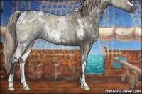 Horse Color:White Spotted Silver Grullo Ice Rabicano