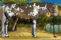 Horse Color:White Spotted Chocolate Palomino Splash 