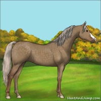 Horse Color:Silver Grullo