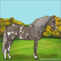 Horse Color:White Spotted Silver Grullo Sabino