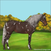 Horse Color:White Spotted Silver Brown 