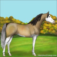 Horse Color:Buckskin Dun Splash 