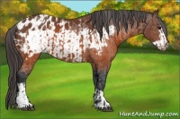 Horse Color:Brown Appaloosa  and Brown Frame Appaloosa 