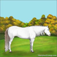 Horse Color:Black Sabino Splash Appaloosa  and Brown Sabino Splash Appaloosa 