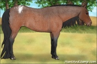 Horse Color:Brown Roan Appaloosa and Brown Roan Appaloosa
