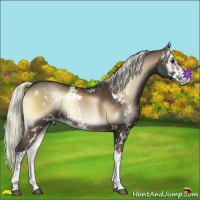 Horse Color:Liver Red Onyx Mushroom Sabino Rabicano