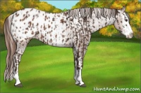 Horse Color:Liver Chestnut Sabino Splash Appaloosa and Chestnut Sabino Splash Appaloosa