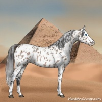 Horse Color:Brown Dun Sabino Splash Leopard and Brown Roan Dun Sabino Splash Leopard