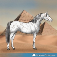 Horse Color:Brown Dun Sabino Splash Leopard  and Brown Roan Dun Sabino Splash Leopard 