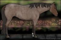 Horse Color:Liver Red Roan