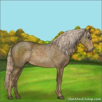 Horse Color:Chocolate Palomino 