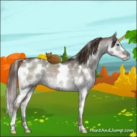 Horse Color:White Spotted Liver Red Dun Ice Sabino Splash 