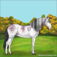 Horse Color:White Spotted Bay Ice Dun 