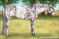 Horse Color:Bay Sabino Splash Appaloosa  and Bay Dun Sabino Splash Appaloosa 