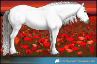 Horse Color:Gray Black Sabino Splash Appaloosa  and Gray Black Sabino Splash Appaloosa 