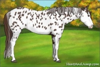 Horse Color:Liver Chestnut Sabino Splash Near Leopard  and Liver Chestnut Sabino Splash Near Leopard 