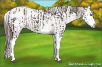 Horse Color:Liver Chestnut Sabino Splash Appaloosa and Liver Chestnut Sabino Splash Appaloosa