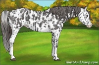 Horse Color:Blue Roan Sabino Splash Appaloosa and Smoky Blue Roan Sabino Splash Appaloosa