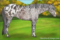 Horse Color:Platinum Bay Sabino Splash Appaloosa  and Platinum Bay Sabino Splash Appaloosa 