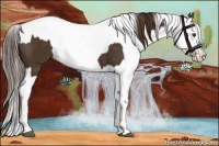 Horse Color:Liver Chestnut Sabino Splash Appaloosa and Liver Red Dun Sabino Splash Appaloosa