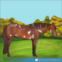 Horse Color:White Spotted Chocolate Bay 
