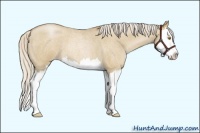 Horse Color:Silver Grullo Roan Pearl Splash 
