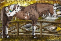 Horse Color:Liver Chestnut Sabino Splash Appaloosa  and Chestnut Sabino Splash Appaloosa 