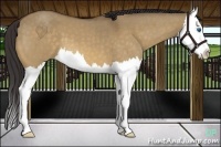 Horse Color:Buckskin Roan Dun Splash