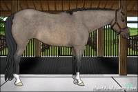 Horse Color:Brown Roan Dun 