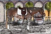 Horse Color:White Spotted Liver Chestnut  and White Spotted Liver Chestnut Sabino 