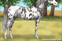 Horse Color:Liver Chestnut Sabino Splash Appaloosa  and Liver Chestnut Sabino Splash Appaloosa 