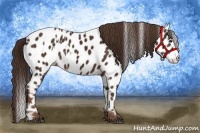 Horse Color:Liver Chestnut Sabino Splash Appaloosa and Liver Chestnut Sabino Splash Appaloosa Rabicano