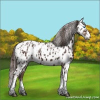 Horse Color:Liver Chestnut Sabino Splash Appaloosa  and Liver Chestnut Sabino Splash Appaloosa 