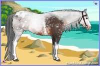 Horse Color:White Spotted Brown Ice Appaloosa 