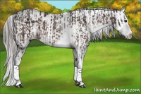 Horse Color:Bay Sabino Splash and Silver Bay Sabino Splash